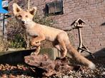 Natuurgetrouwe opgezette vos. Taxidermie bieden vanaf €100, Ophalen of Verzenden, Zo goed als nieuw, Opgezet dier