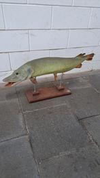 Mooie Opgezette Snoek , ( opgezet vis.), Verzamelen, Dierenverzamelingen, Ophalen of Verzenden, Zo goed als nieuw, Overige soorten