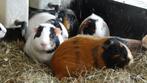 Lieve jonge cavia's, verschillende kleuren, beer en zeug!, Dieren en Toebehoren, Knaagdieren, Juli, Mannelijk, Cavia