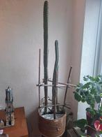 Cactussen gratis af te halen, Ophalen