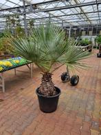 Brahea armata palmbomen / palmen, Tuin en Terras, Planten | Tuinplanten, Halfschaduw, Vaste plant, Ophalen of Verzenden, Overige soorten