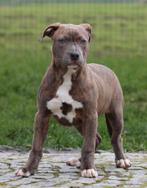 Amerikaanse Stafford pups, Dieren en Toebehoren, Parvo, België, Reu, 8 tot 15 weken