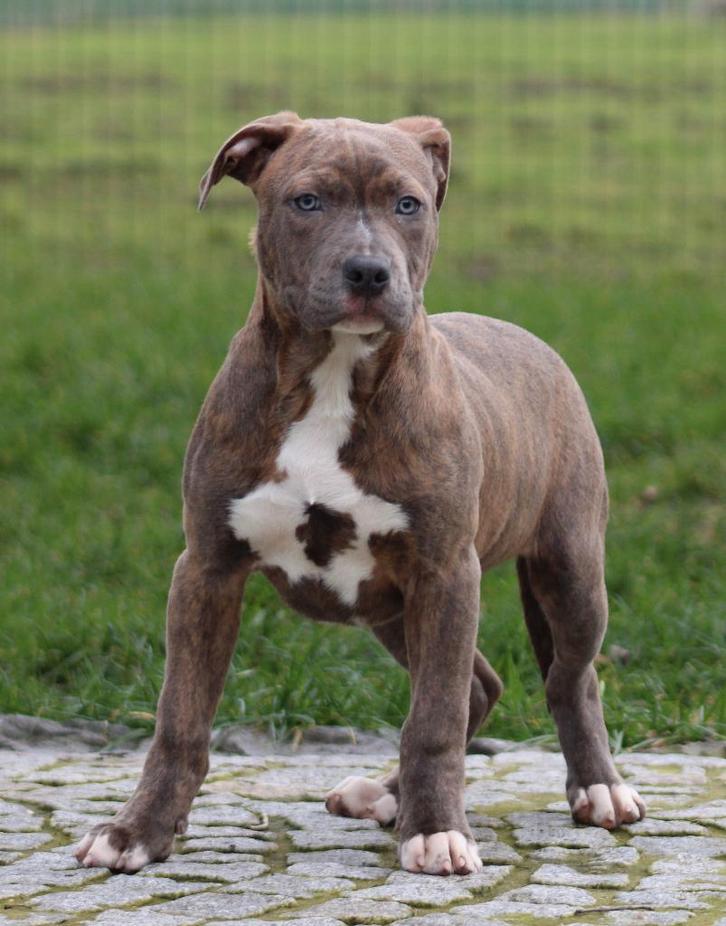 Amerikaanse Stafford pups, Dieren en Toebehoren, Honden | Jack Russells en Terriërs, Reu, American Staffordshire Terriër, Fokker | Professioneel