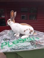 Grote Lotharinger, Mannelijk, Groot, 0 tot 2 jaar
