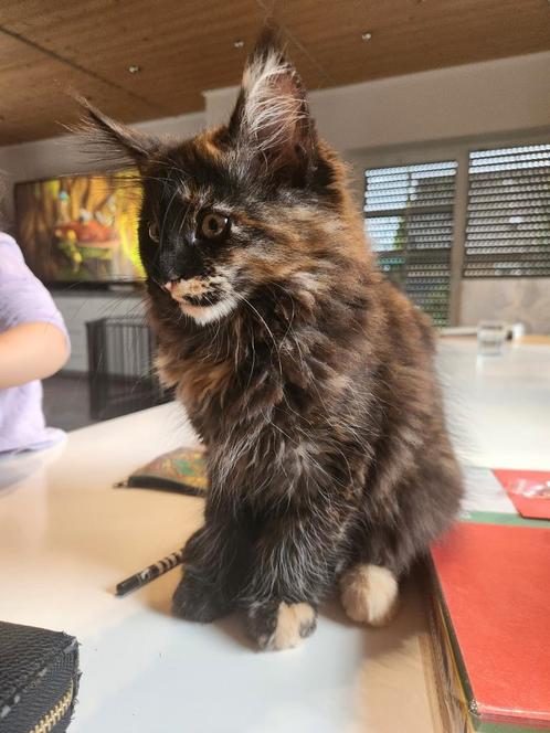 Maine Coon Poes met Stamboom, Dieren en Toebehoren, Katten en Kittens | Raskatten | Langhaar, Meerdere dieren, Met stamboom, Ontwormd