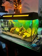 60 Liter Aqarium, goed lopende bak, Ophalen, Zo goed als nieuw