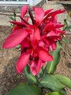 Canna donker roze, Tuin en Terras, Planten | Tuinplanten, Volle zon, Vaste plant, Zomer, Ophalen