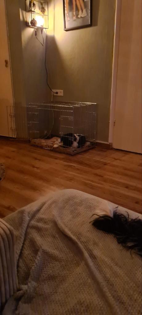 Honden bench, Dieren en Toebehoren, Hondenbenches, Zo goed als nieuw, Ophalen