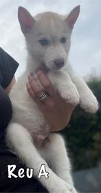 Husky pup’s mogen verhuizen, Dieren en Toebehoren, Poolhond, Meerdere, Meerdere dieren, Nederland
