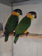 1-1 Zwartkop caiques, Dieren en Toebehoren, Vogels | Parkieten en Papegaaien, Meerdere dieren, Papegaai, Geringd