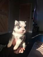Pomsky Puppys geboren op 25-11-2025. De 2 teefjes besproken., Rabiës (hondsdolheid), Overige rassen, 8 tot 15 weken, Meerdere