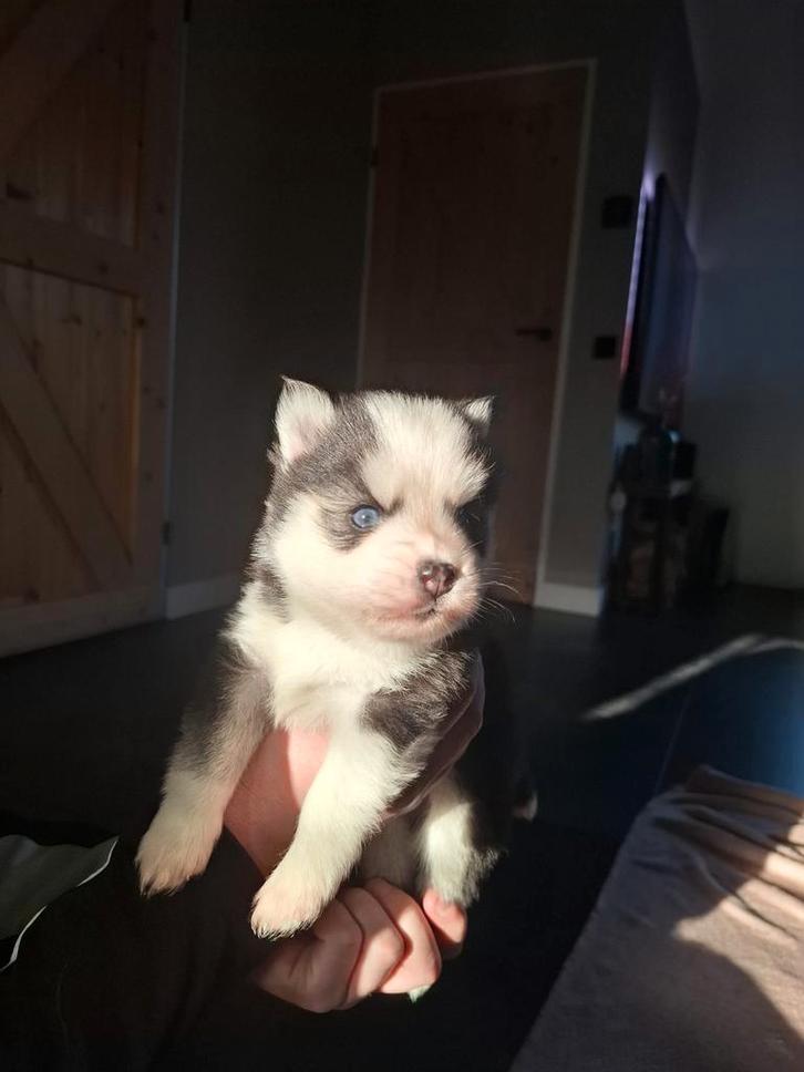 Pomsky Puppys geboren op 25-11-2025. De 2 teefjes besproken., Dieren en Toebehoren, Honden | Chihuahua's en Gezelschapshonden