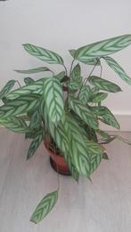 kamerplant, Huis en Inrichting, Kamerplanten, Ophalen, Overige soorten, Halfschaduw, In pot