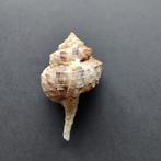 Schelpen - Haustellum haustellum, Ophalen of Verzenden, Schelp(en)