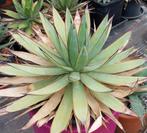 Te koop 3 Agaven planten winterhard, indien droog gehouden, Overige soorten, Volle zon, Vaste plant, Ophalen of Verzenden