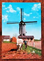 Molen + paard ( Zundert? Gestempeld Roosendaal 1989 ), Ophalen of Verzenden, Voor 1920, Noord-Brabant