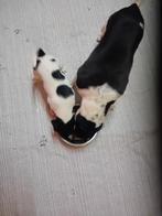 Prachtige Boerenfox pup reutje, Dieren en Toebehoren, Honden | Jack Russells en Terriërs, Parvo, Jack Russell Terriër, 8 tot 15 weken