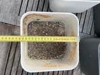 Plantenbak, Tuin en Terras, Ophalen, Kunststof, Gebruikt, Minder dan 30 cm