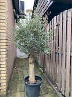 Olijfboom in pot - Prachtige mediterrane sfeer!, Tuin en Terras, Planten | Bomen, Bloeit niet, 100 tot 250 cm, Olijfboom, Ophalen