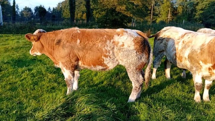 tekoop 4 dragende Dikbil Vaarzen, Dieren en Toebehoren, Runderen, Vrouwelijk, 0 tot 2 jaar
