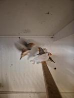 Zebravinken, Dieren en Toebehoren, Vogels | Kanaries, Meerdere dieren, Kleurkanarie