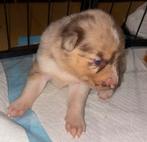 Husky x Australische Herder pup – Teefje beschikbaar, Dieren en Toebehoren, Honden | Niet-rashonden, 8 tot 15 weken, Teef, Groot