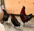 2 mooie jonge krielkip haantjes, Dieren en Toebehoren, Pluimvee, Mannelijk, Kip