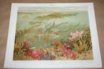 Antieke kleurenlitho - Verschillende soorten zeewier - 1900, Ophalen of Verzenden