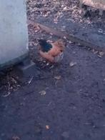 Brahma orpington kruising hennen, Dieren en Toebehoren, Pluimvee, Vrouwelijk, Kip