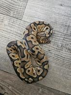 Python regius clown, Dieren en Toebehoren, Reptielen en Amfibieën, Slang