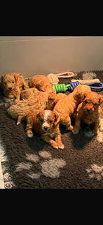 Lieve maltipoo pups 🐶 (maltezer, maltipoo, poedel), CDV (hondenziekte), 8 tot 15 weken, Teef, Meerdere