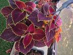 coleus siernetel, Ophalen, Overige soorten, Volle zon