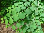 Symphoricarpos, Volle zon, Vaste plant, Zomer, Ophalen