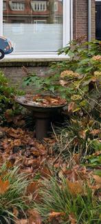 Waterbak vogels, Ophalen of Verzenden, Volle zon, Overige soorten, Minder dan 100 cm