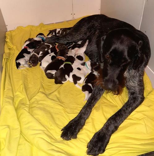 Duitse Staande Draadhaar pups, Dieren en Toebehoren, Honden | Setters en Staande honden, Meerdere dieren, Duitse Staande hond