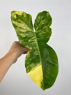 Philodendron Florida Beauty x Paraiso Verde Kruising Stek #3, Huis en Inrichting, Kamerplanten, Ophalen of Verzenden, Halfschaduw
