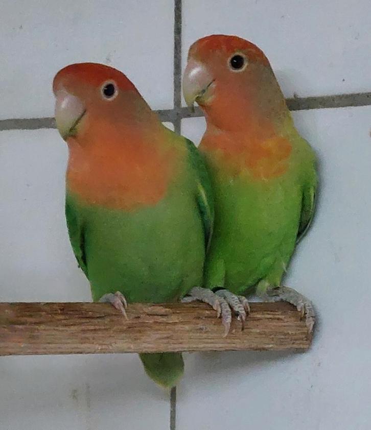 Te Koop, koppel Agapornis Rosei collies, Dieren en Toebehoren, Vogels | Parkieten en Papegaaien, Dwergpapegaai of Agapornis, Meerdere dieren