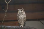 woestijnbuizerd en verschilende uilen, Dieren en Toebehoren, Meerdere dieren, Roofvogel, Geringd