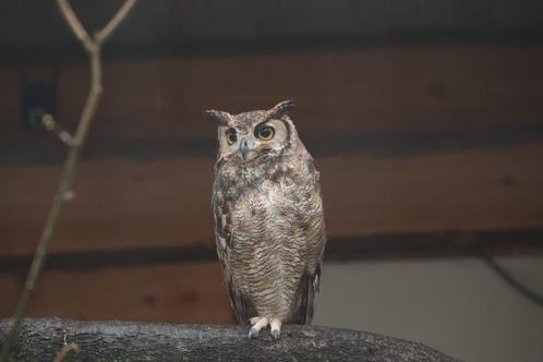 woestijnbuizerd en verschilende uilen, Dieren en Toebehoren, Vogels | Overige Vogels, Roofvogel, Meerdere dieren, Geringd