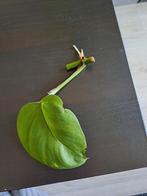 Epipremnum aureum (pothos), Huis en Inrichting, Kamerplanten, Overige soorten, Minder dan 100 cm, Groene kamerplant, Halfschaduw
