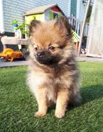 pomeriaan pup teefje 1000 Euro, Dieren en Toebehoren, Honden | Chihuahua's en Gezelschapshonden, Rabiës (hondsdolheid), Overige rassen