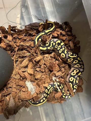 Ballpython beschikbaar voor biedingen