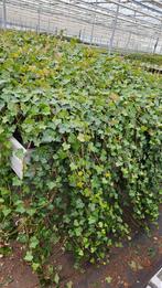 Hedera Hibernica - klimop - lange rank - zware planten, Ophalen of Verzenden, Overige soorten, 100 tot 250 cm