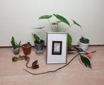 Set populaire kamerplantjes, hoya, succulent, alocasia, Overige soorten, In pot, Minder dan 100 cm, Groene kamerplant
