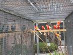 Rubino rosellas  2025, Dieren en Toebehoren, Meerdere dieren, Parkiet, Geringd