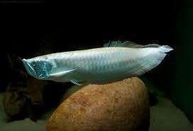 Osteoglossum Bicirrhosum - Arowana - Koidreams, Dieren en Toebehoren, Vissen | Aquariumvissen, Vis