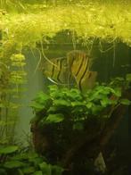 Pterophyllum leopoldi, Dieren en Toebehoren, Vis