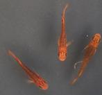 Medaka Red Dragon- Japanse Rijstvis eitjes te koop, Dieren en Toebehoren, Vissen | Aquariumvissen, Vis
