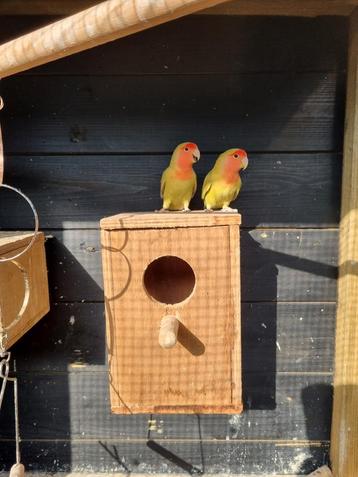 2 keer agapornis Jonge vogels beschikbaar voor biedingen