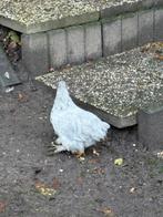 Coshin haantjes, Mannelijk, Kip